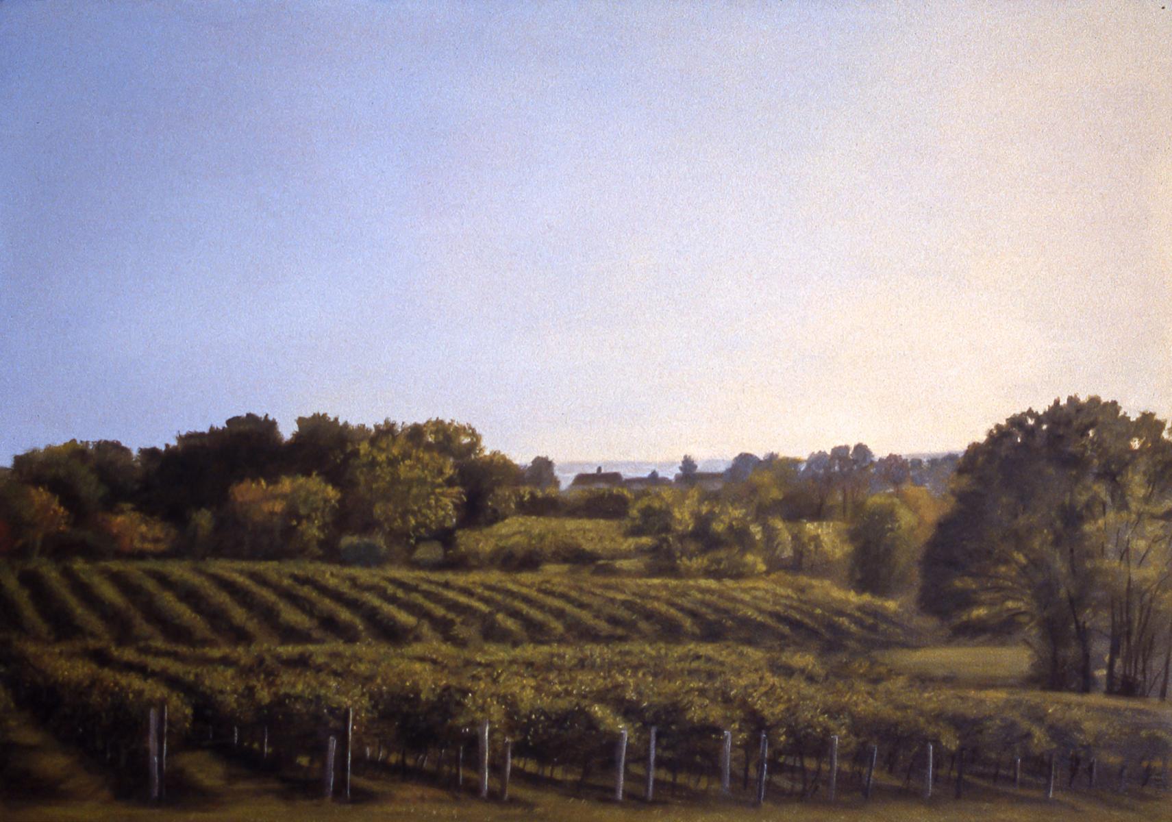 "Vineyards in Morning Light"    22" X 30"    oil on paper