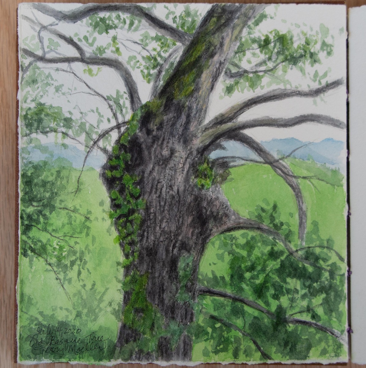 Sketchbook page     "An Old Basque Tree"     6.5" X 6"     watercolor with pen